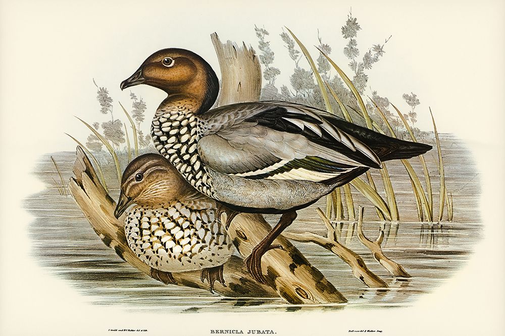 Maned Goose-Bernicla jubata art print by John Gould for $57.95 CAD