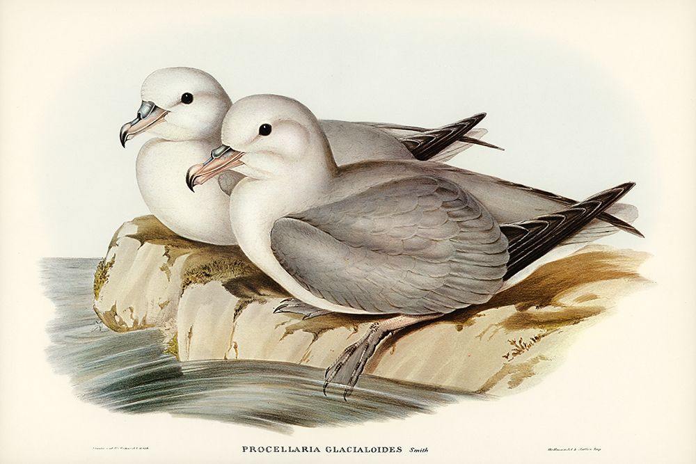 Silvery Grey Petrel-Procellaria Glacialoides art print by John Gould for $57.95 CAD