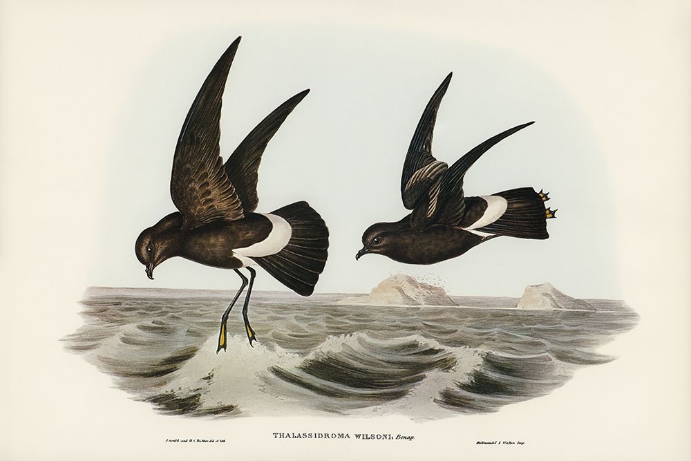 Wilsons Storm Petrel-Thalassidroma Wilsonii art print by John Gould for $57.95 CAD