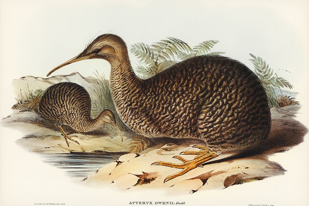 Little spotted kiwi or Little gray kiwi-Apteryx Owenii art print by John Gould for $57.95 CAD