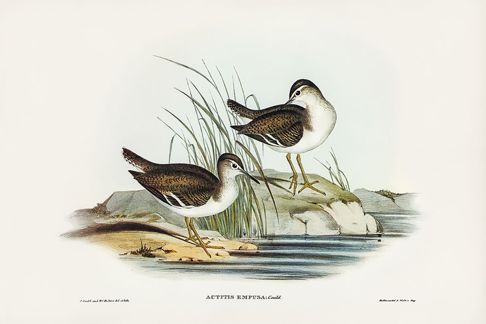 Fairy Sandpiper-Actitis empusa art print by John Gould for $57.95 CAD