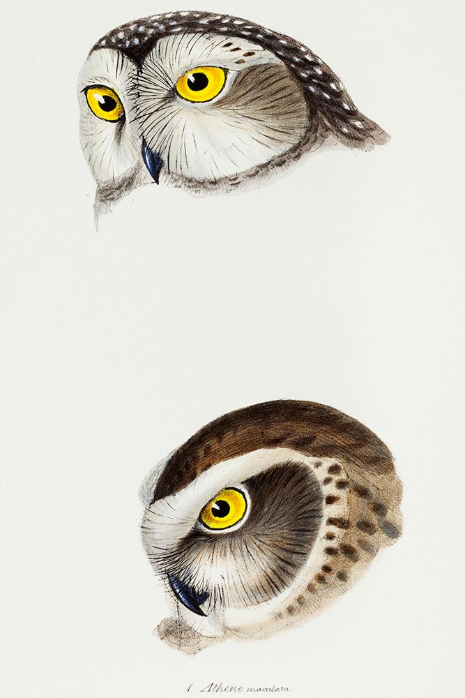 Spotted owl-Athene maculata and Boobook owl-Athene boobook art print by John Gould for $57.95 CAD
