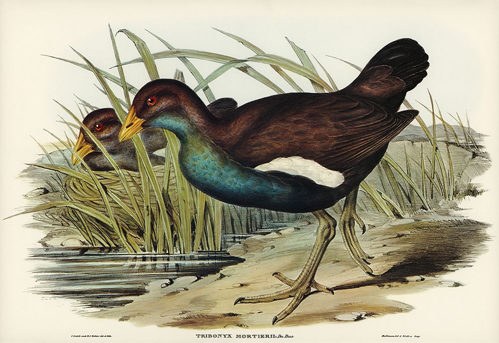 Tasmanian nativehen Mortiers Tribonyx-Tribonyx Mortieri art print by John Gould for $57.95 CAD