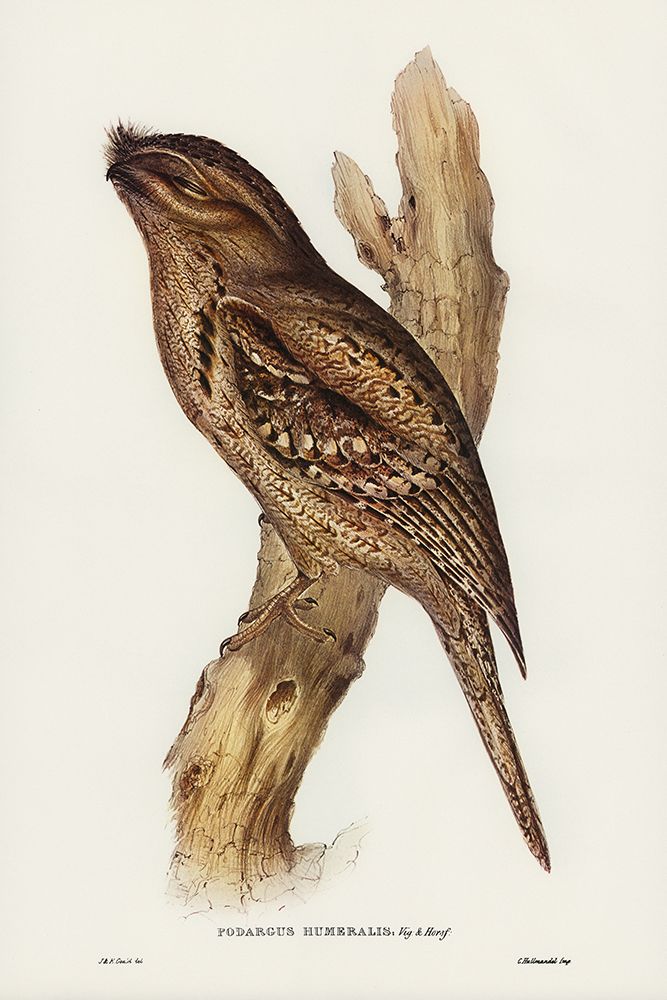 Tawny-shouldered Frogmouth-Podargus humerals art print by John Gould for $57.95 CAD