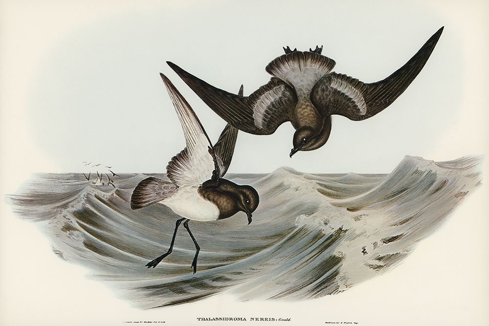 Grey-backed Storm Petrel-Thalassidroma Nereis art print by John Gould for $57.95 CAD