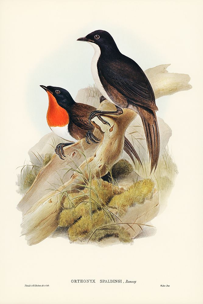 Spaldings orthonyx-Orthonyx Spaldingi art print by John Gould for $57.95 CAD