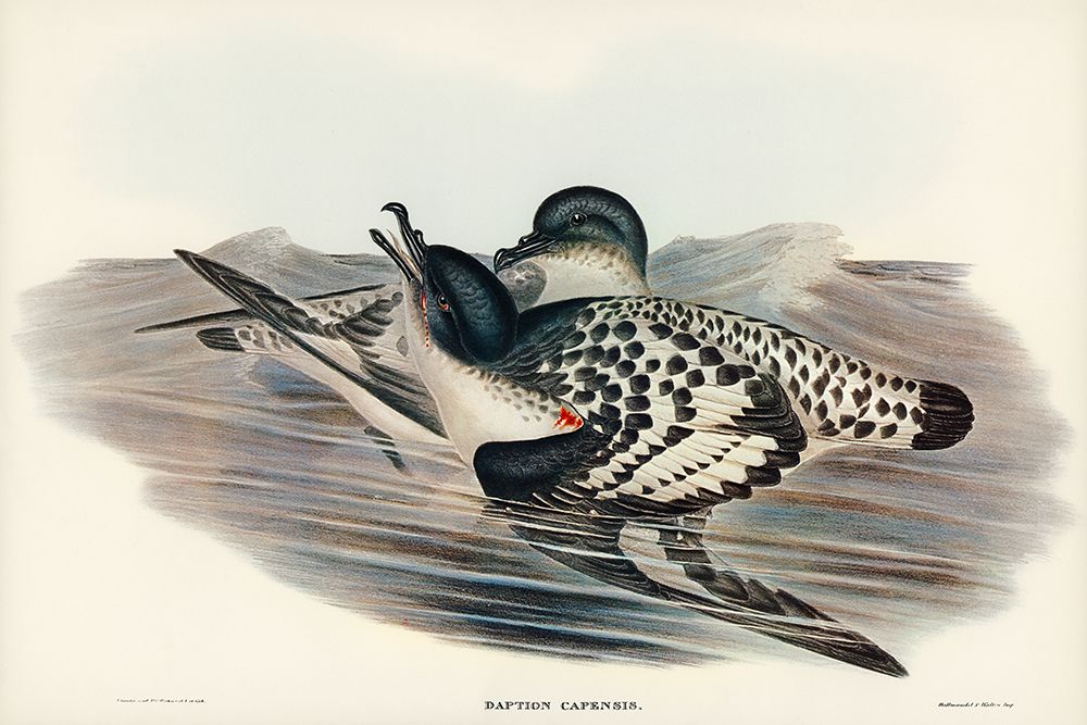 Cape Petrel-Daption Capensis art print by John Gould for $57.95 CAD
