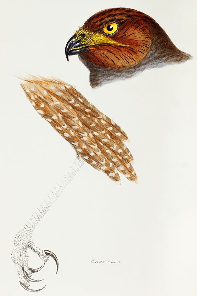 Jardines Harrier-Circus jardinii art print by John Gould for $57.95 CAD