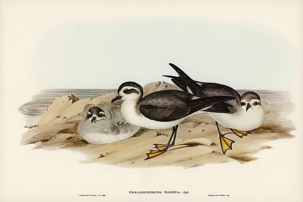 White-faced Storm Petrel-Thalassidroma marina art print by John Gould for $57.95 CAD