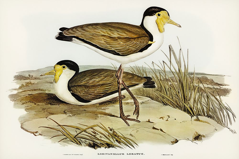 Wattle Pewit-Lobivanellus lobatus art print by John Gould for $57.95 CAD