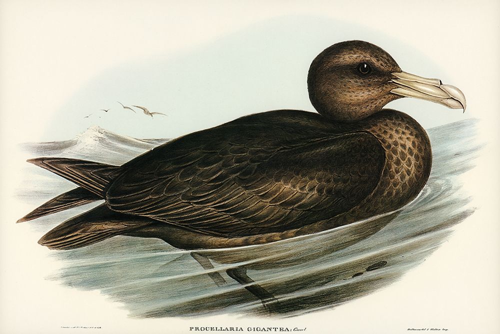 Giant Petrel-Procellaria gigantea art print by John Gould for $57.95 CAD
