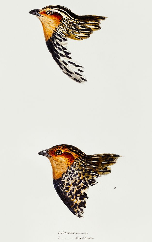 Stubble Quail and New Zealand quail art print by John Gould for $57.95 CAD