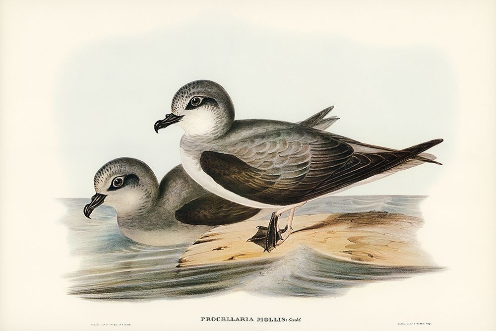 Soft-plumaged Petrel-Procellaria mollis art print by John Gould for $57.95 CAD