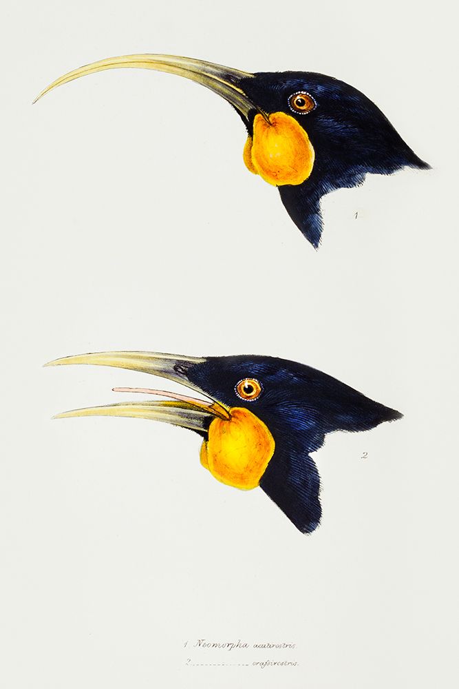 Huia-female and Huia-male art print by John Gould for $57.95 CAD