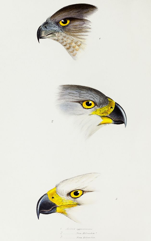 Australlan Goshawk and Grey Goshawk art print by John Gould for $57.95 CAD