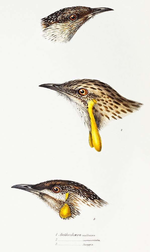 Wattle bird-Red wattlebird and Western wattlebird art print by John Gould for $57.95 CAD
