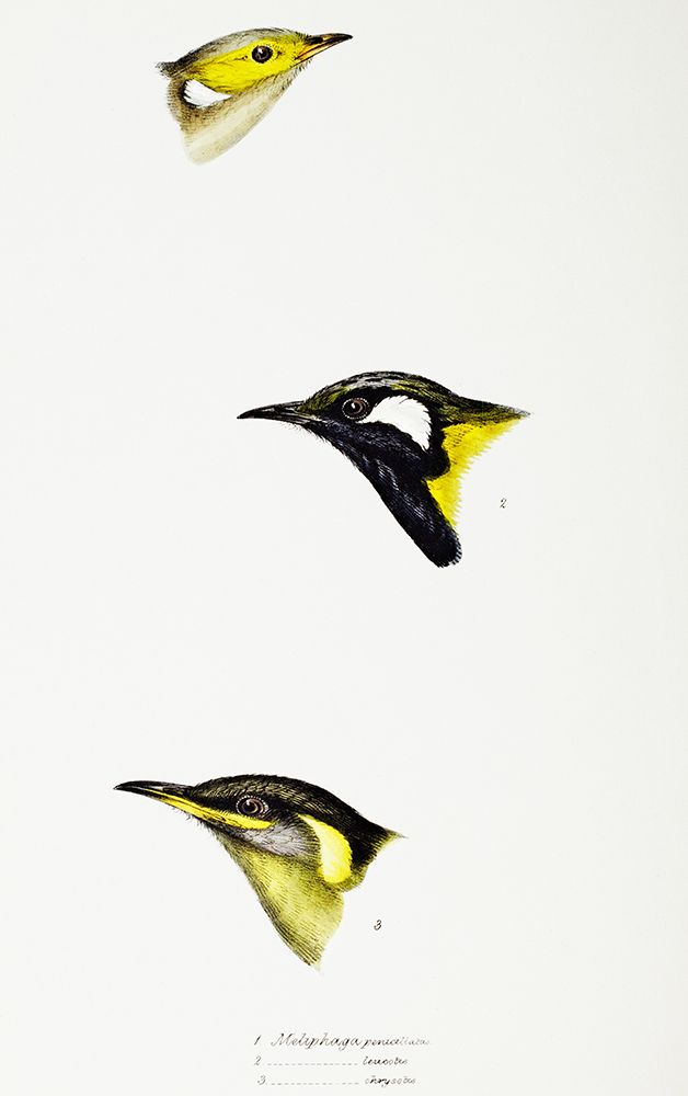 White-plumed Honeyeater-White-eared Honeyeater and Yellow-eared Honeyeater art print by John Gould for $57.95 CAD