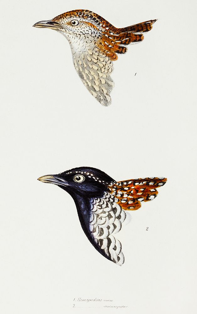 Buttonquail and Black-breasted buttonquail art print by John Gould for $57.95 CAD