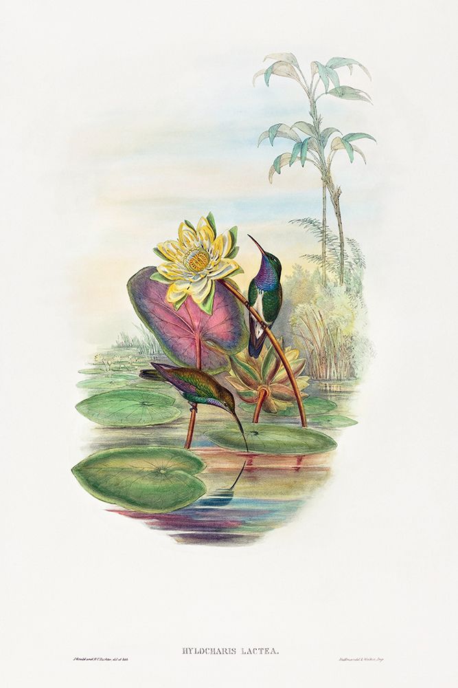 Sapphire-breasted Emerald-Hylocharis lactea art print by John Gould for $57.95 CAD