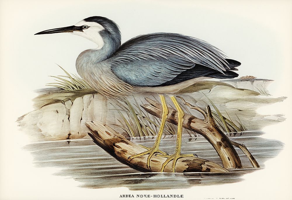 White-fronted Heron-Ardea Novae-Hollandiae art print by John Gould for $57.95 CAD
