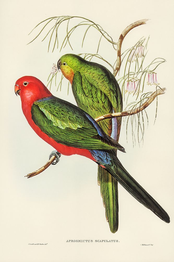 King Lory-Aprosmictus scapulatus art print by John Gould for $57.95 CAD