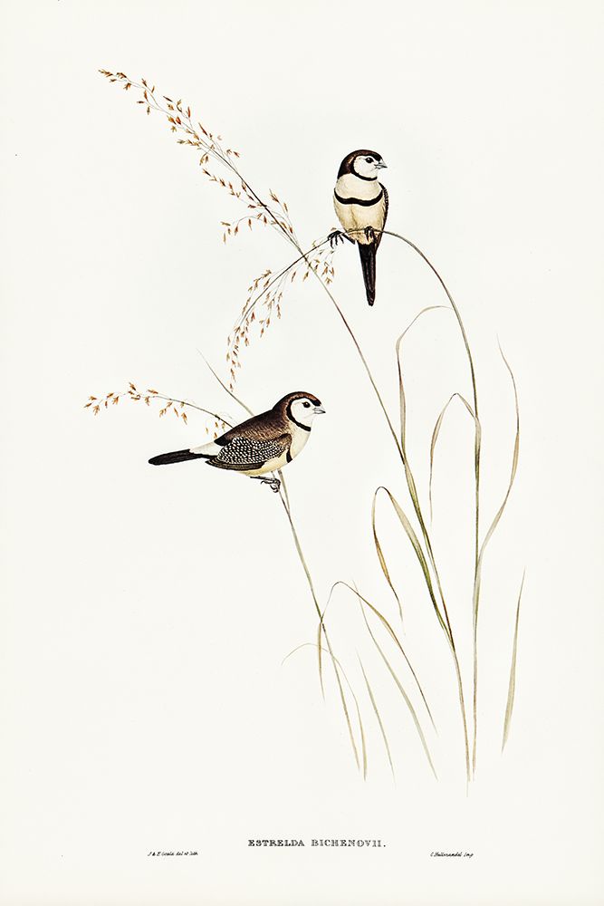 Bichenoâ€™s Finch-Estrelda Bichenovii art print by John Gould for $57.95 CAD