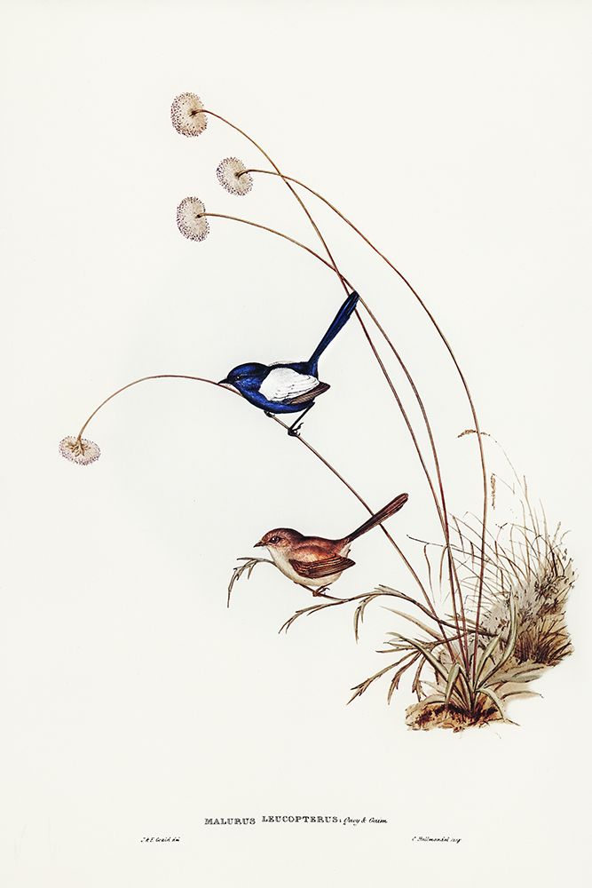 White-winged Wren-Malurus leucopterus art print by John Gould for $57.95 CAD