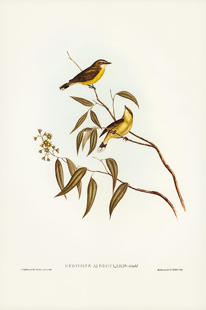 White-throated Gerygone-Gerygone albogularis art print by John Gould for $57.95 CAD