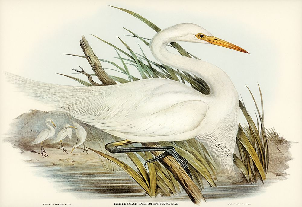 Plumed Egret-Herodias plumiferus art print by John Gould for $57.95 CAD