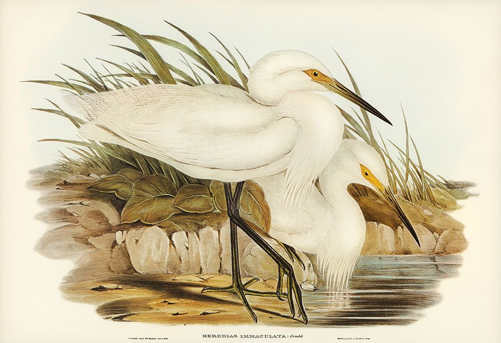 Spotless Egret-Herodias immaculata art print by John Gould for $57.95 CAD