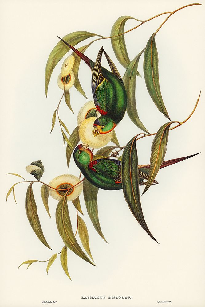 Swift Lorikeet-Lathamus discolor art print by John Gould for $57.95 CAD