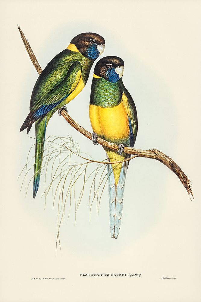 Bauers Parrakeet-Platycercus Bauerii art print by John Gould for $57.95 CAD
