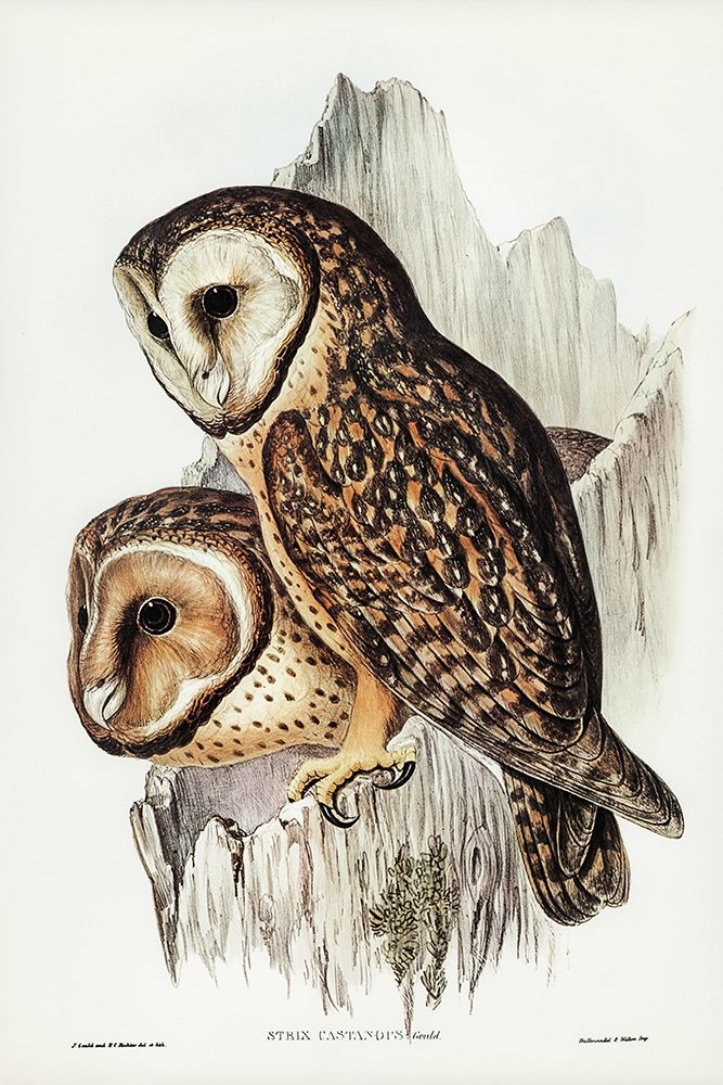 Chestnut-faced Owl-Strix castanops art print by John Gould for $57.95 CAD