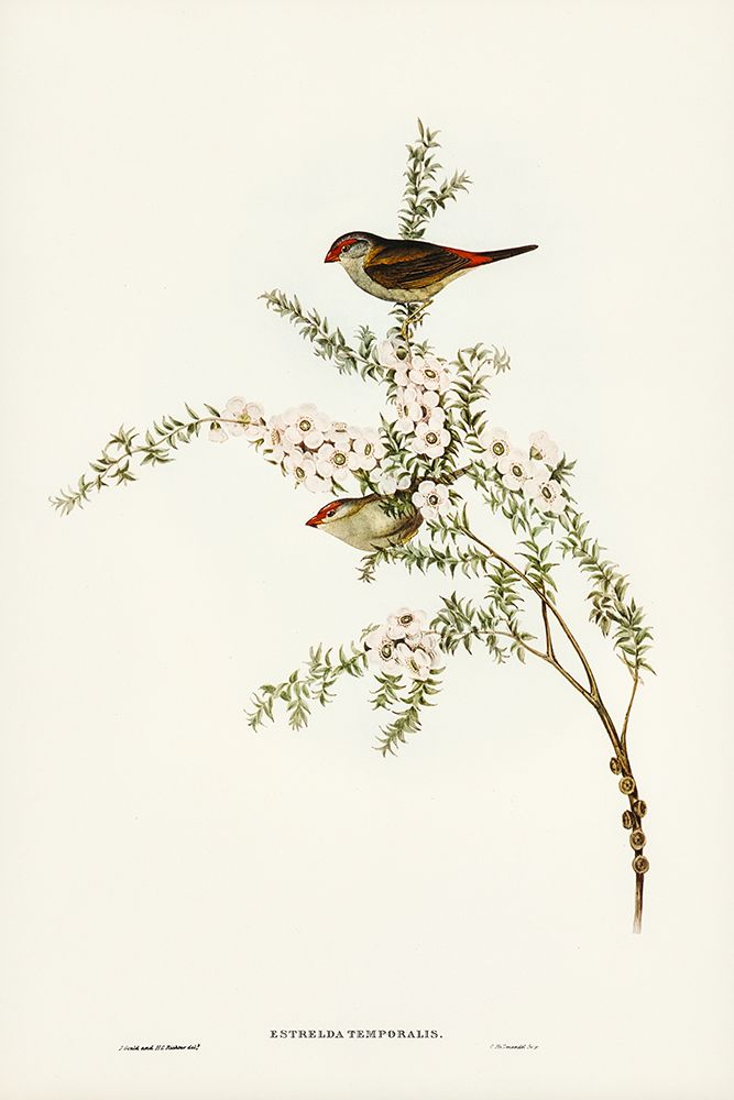 Red-eyebrowed Finch-Estrelda temporalis art print by John Gould for $57.95 CAD