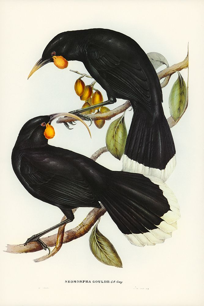 Goulds Neomorpha-Neomorpha Gouldii art print by John Gould for $57.95 CAD