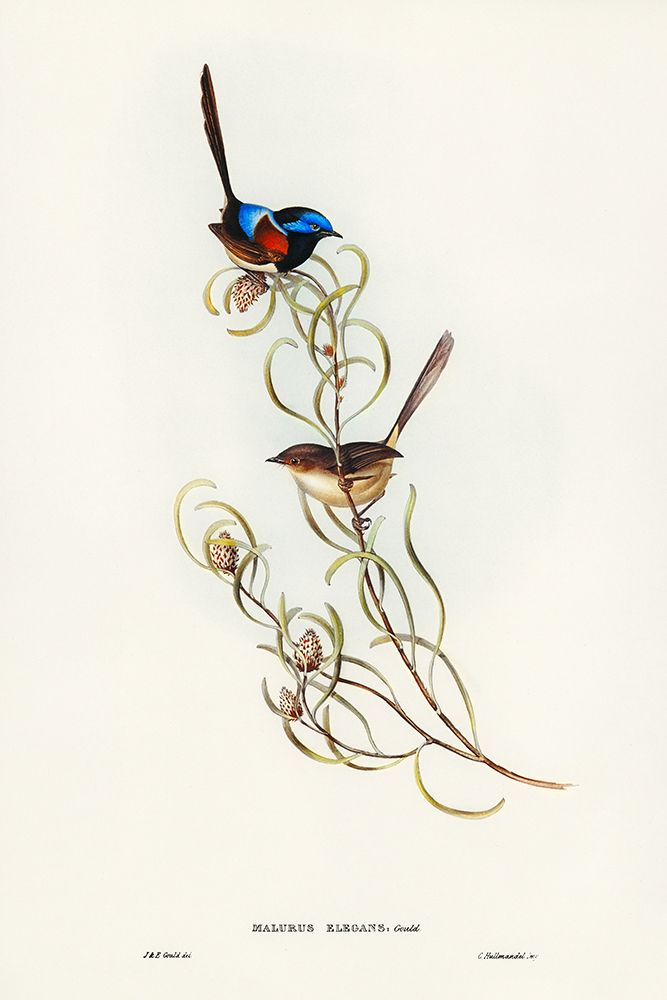 Graceful Wren-Malurus elegans art print by John Gould for $57.95 CAD