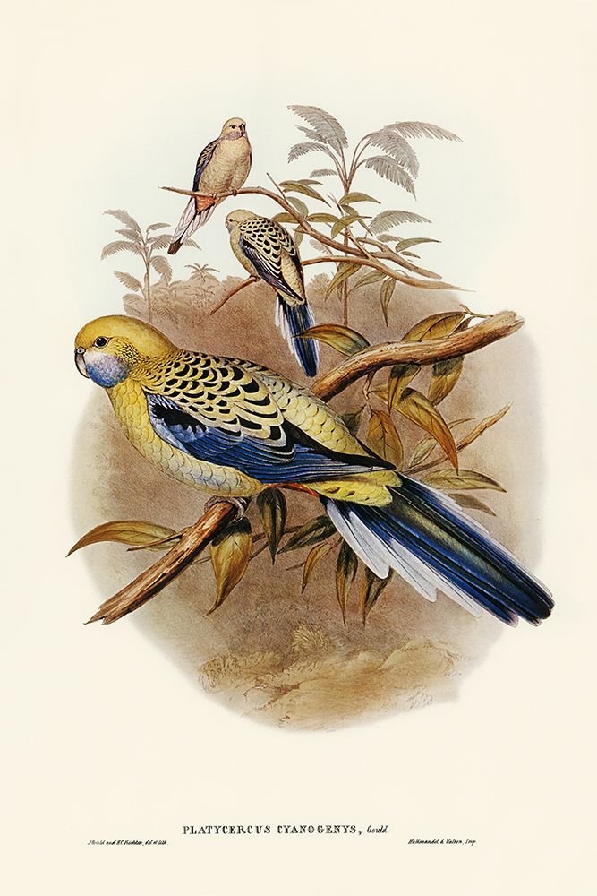 Blue-cheeked Parakeet-Platycercus cyanogenys art print by John Gould for $57.95 CAD