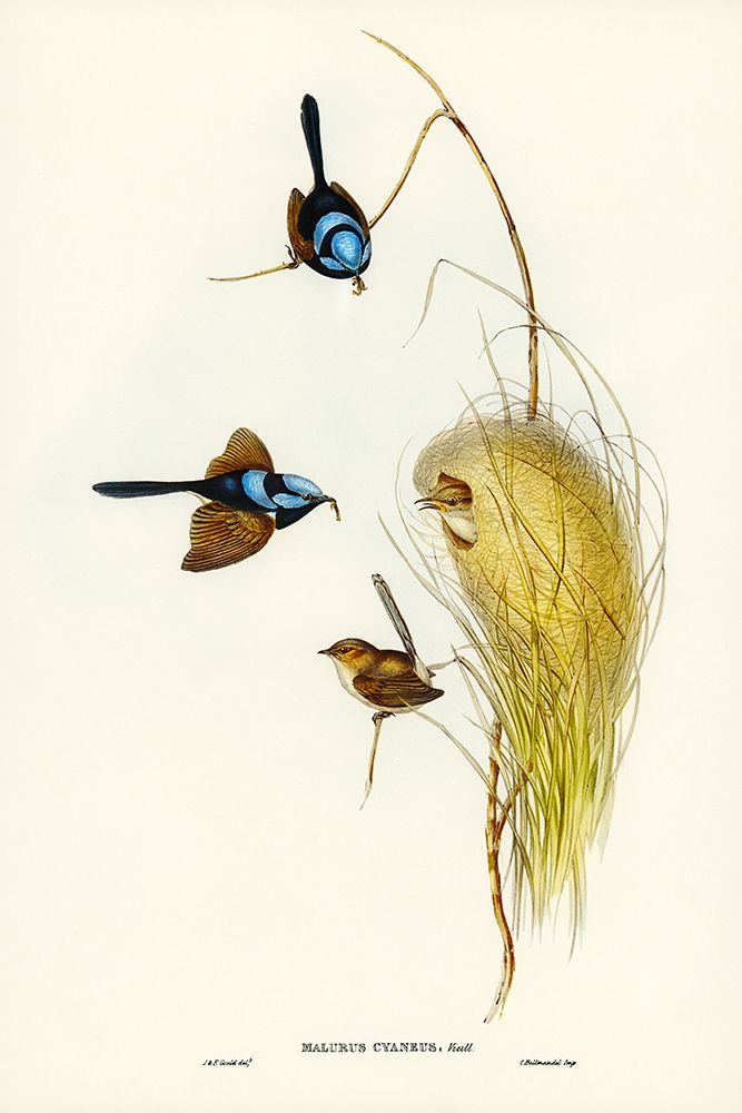 Blue Wren-Malurus cyaneus art print by John Gould for $57.95 CAD