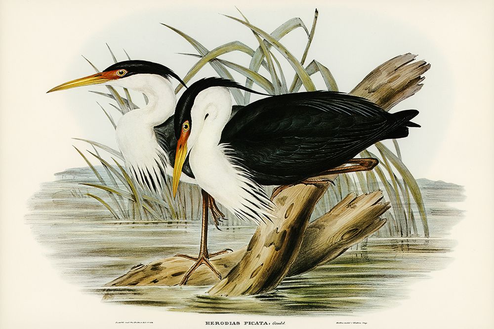 Pied Egret-Herodias picata art print by John Gould for $57.95 CAD