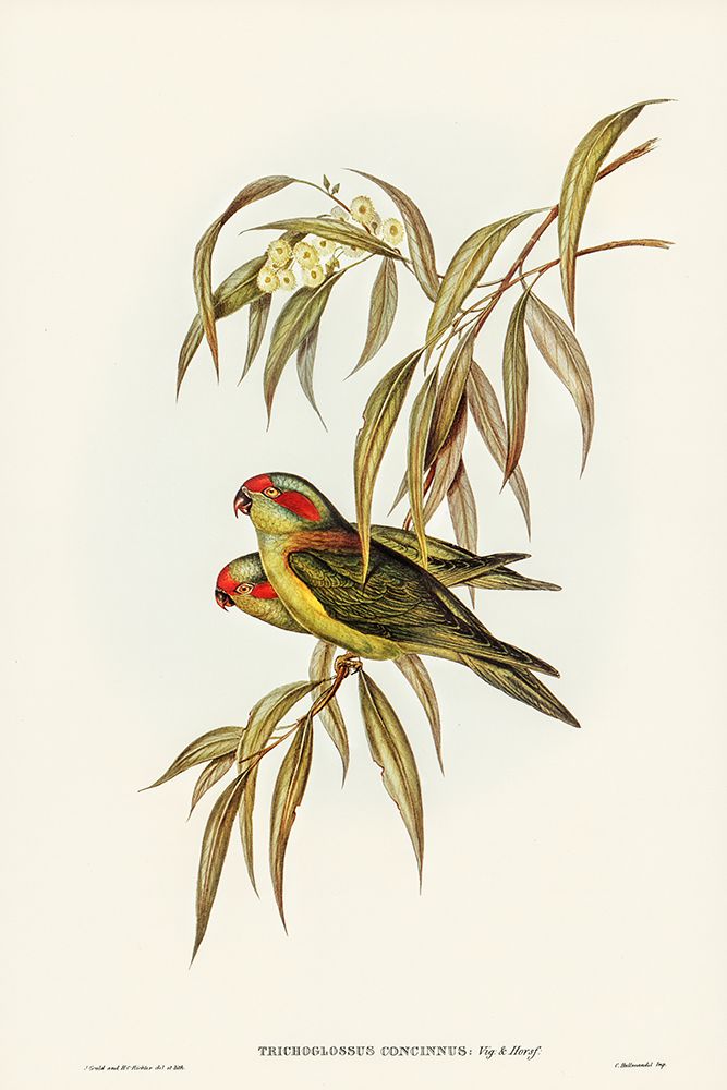 Musky Lorikeet-Trichoglossus concinnus art print by John Gould for $57.95 CAD