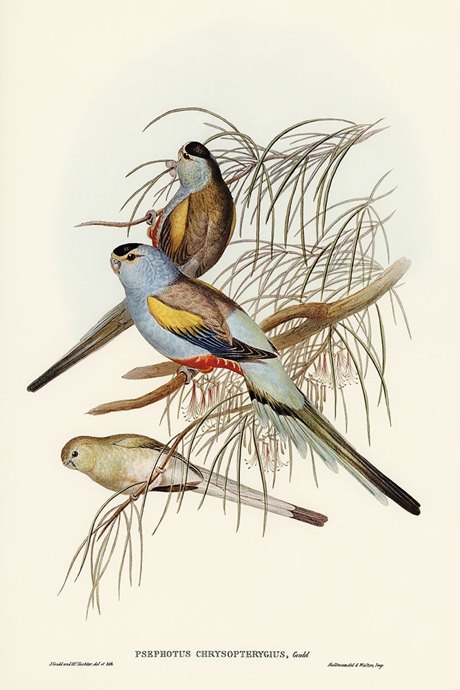 Golden-backed Parakeet-Psephotus chrysopterygius art print by John Gould for $57.95 CAD
