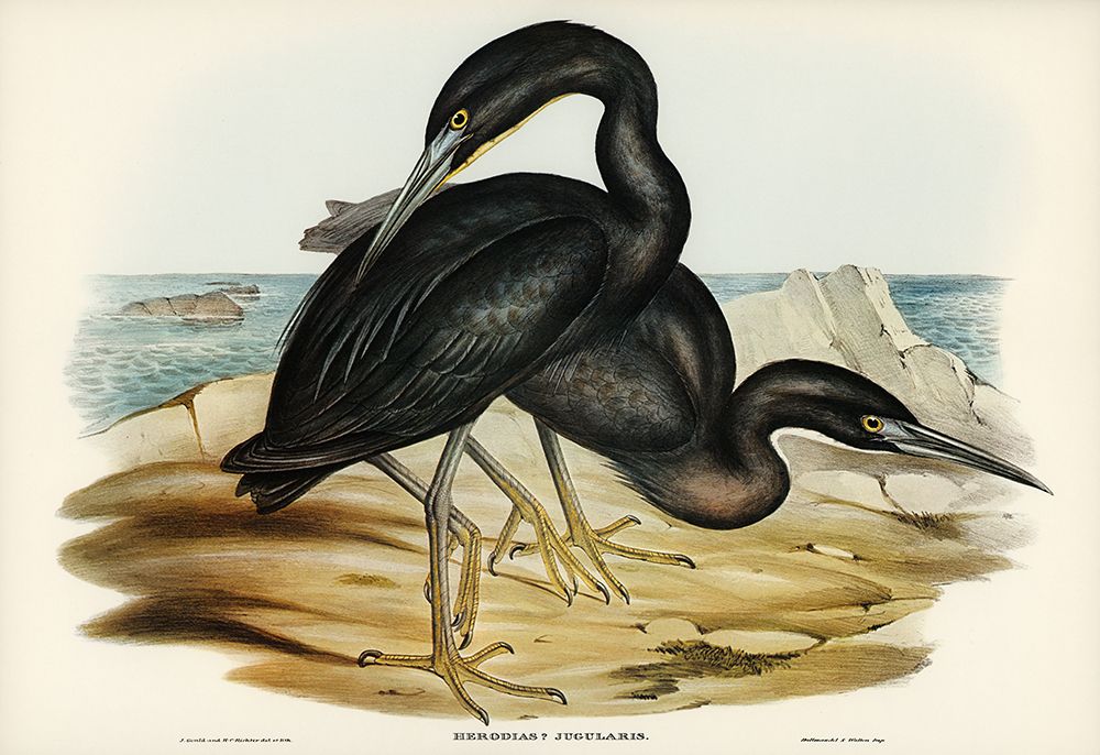 Blue Reef Heron-Herodias jugularis art print by John Gould for $57.95 CAD