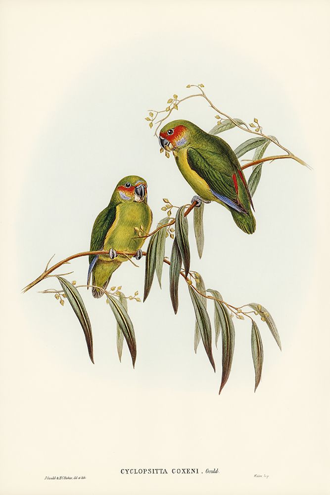 Coxens Parakeet-Cyclopsitta Coxeni art print by John Gould for $57.95 CAD