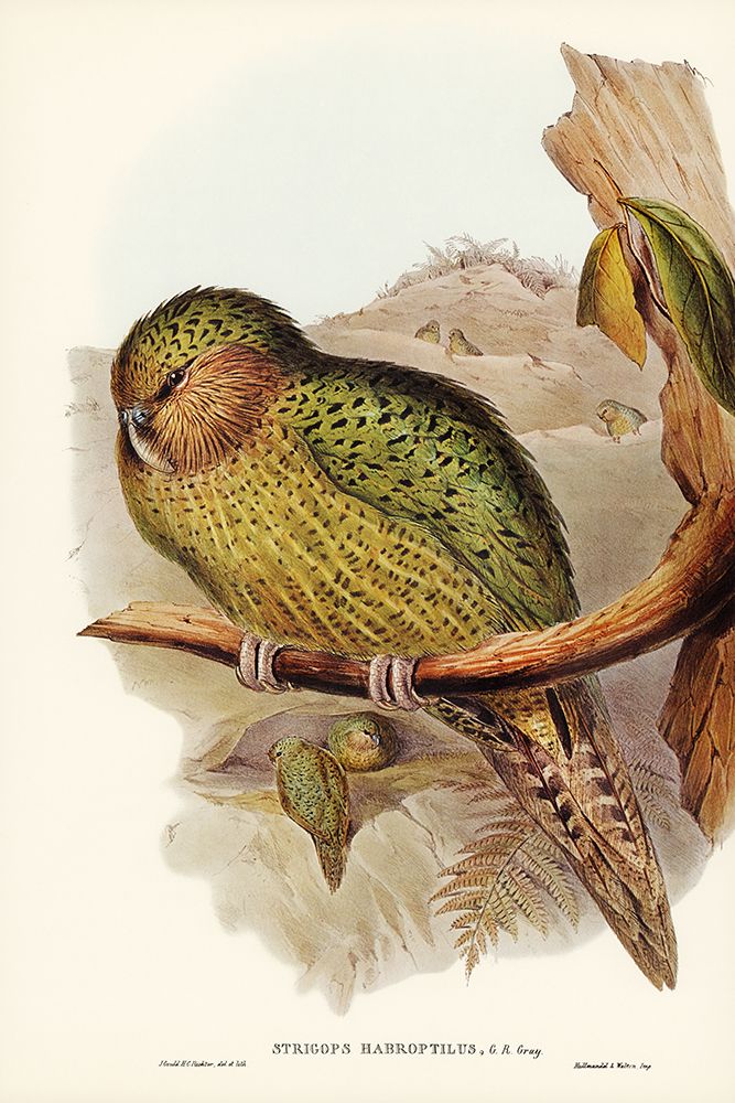 Kakapo-Strigops habroptius art print by John Gould for $57.95 CAD