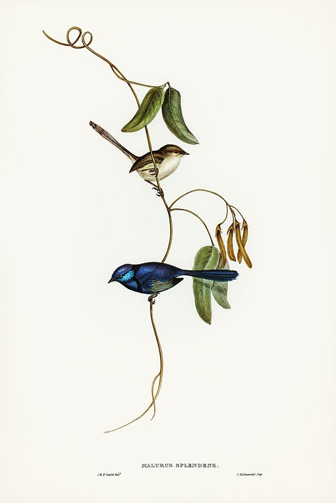Banded Wren-Alurus splendens art print by John Gould for $57.95 CAD