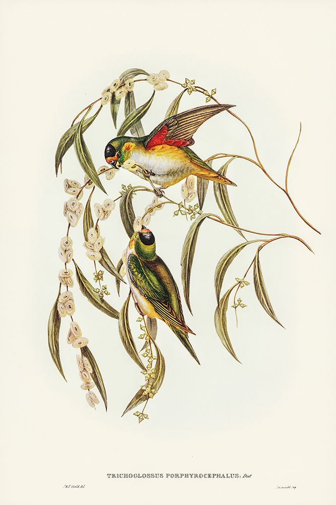 Porphyry-crowned Lorikeet-Trichoglossus Porphyrocephalus art print by John Gould for $57.95 CAD