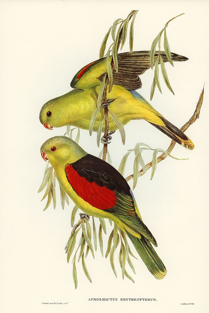 Red-winged Lory-Aprosmictus erythropterus art print by John Gould for $57.95 CAD