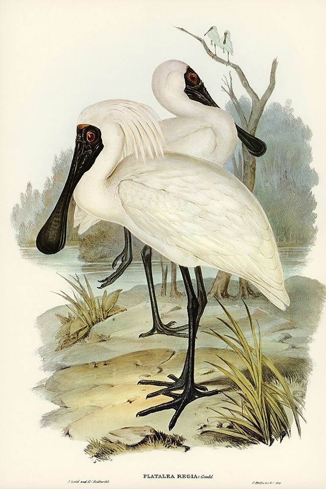 Royal spoonbill-platalea regia art print by John Gould for $57.95 CAD