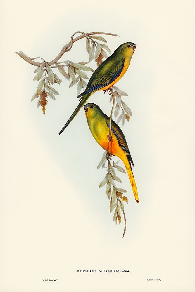 Orange-bellied Grass-Parrakeet-Euphema aurantia art print by John Gould for $57.95 CAD