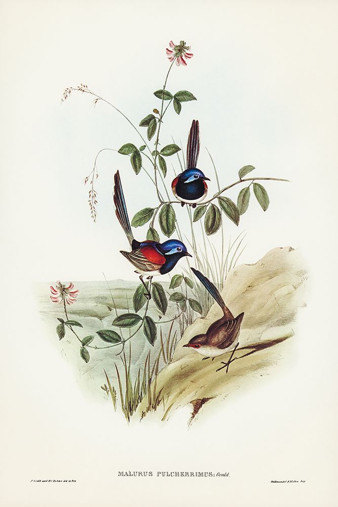 Beautiful Wren-Malurus pulcherrimus art print by John Gould for $57.95 CAD